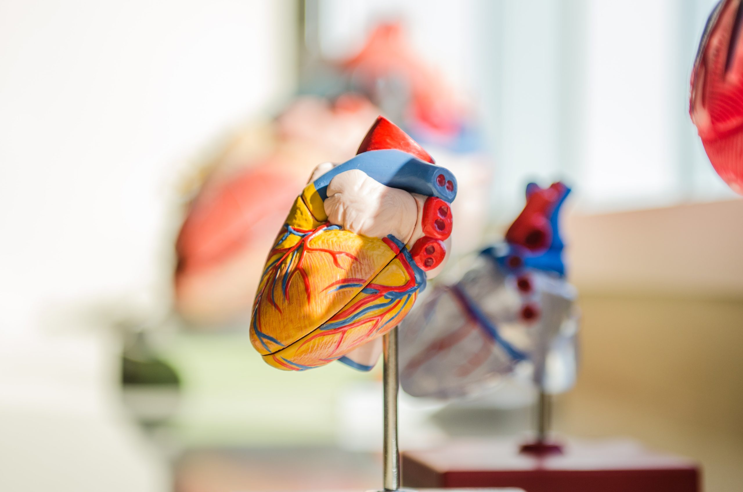 model heart used for heart treatment advancements